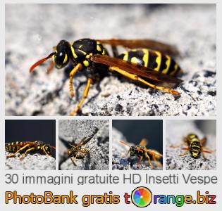 Banca Immagine di tOrange offre foto gratis nella sezione:  insetti-vespe