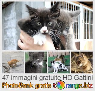 Banca Immagine di tOrange offre foto gratis nella sezione:  gattini