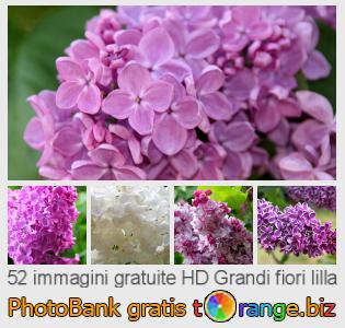 Banca Immagine di tOrange offre foto gratis nella sezione:  grandi-fiori-lilla