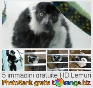 Banca Immagine di tOrange offre foto gratis nella sezione:  lemuri