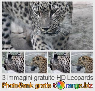Banca Immagine di tOrange offre foto gratis nella sezione:  leopards