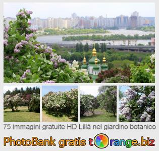 Banca Immagine di tOrange offre foto gratis nella sezione:  lillà-nel-giardino-botanico