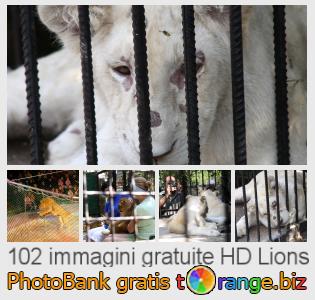 Banca Immagine di tOrange offre foto gratis nella sezione:  lions
