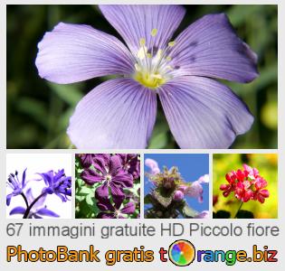 Banca Immagine di tOrange offre foto gratis nella sezione:  piccolo-fiore