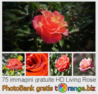Banca Immagine di tOrange offre foto gratis nella sezione:  living-rose