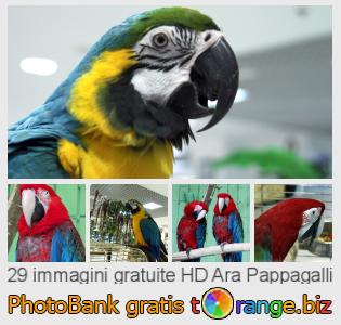 Banca Immagine di tOrange offre foto gratis nella sezione:  ara-pappagalli