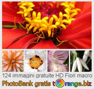 Banca Immagine di tOrange offre foto gratis nella sezione:  fiori-macro