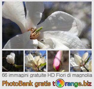 Banca Immagine di tOrange offre foto gratis nella sezione:  fiori-di-magnolia