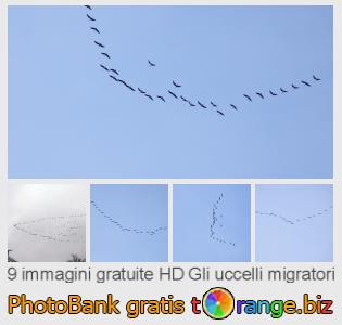 Banca Immagine di tOrange offre foto gratis nella sezione:  gli-uccelli-migratori