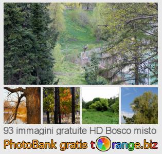 Banca Immagine di tOrange offre foto gratis nella sezione:  bosco-misto