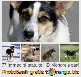 Banca Immagine di tOrange offre foto gratis nella sezione:  mongrels-cani