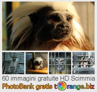 Banca Immagine di tOrange offre foto gratis nella sezione:  scimmia