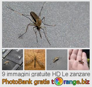 Banca Immagine di tOrange offre foto gratis nella sezione:  le-zanzare