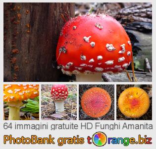 Banca Immagine di tOrange offre foto gratis nella sezione:  funghi-amanita