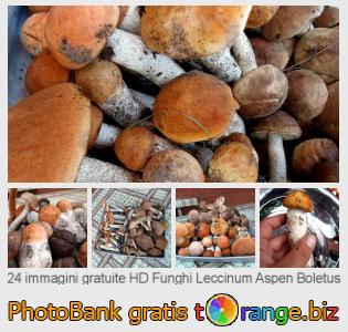 Banca Immagine di tOrange offre foto gratis nella sezione:  funghi-leccinum-aspen-boletus