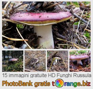 Banca Immagine di tOrange offre foto gratis nella sezione:  funghi-russula