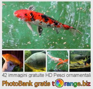 Banca Immagine di tOrange offre foto gratis nella sezione:  pesci-ornamentali