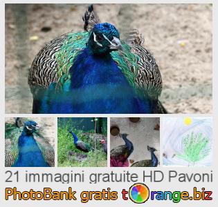 Banca Immagine di tOrange offre foto gratis nella sezione:  pavoni