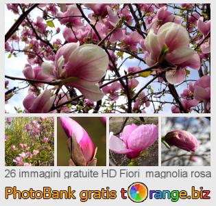 Banca Immagine di tOrange offre foto gratis nella sezione:  fiori-magnolia-rosa