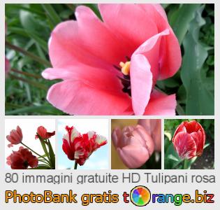 Banca Immagine di tOrange offre foto gratis nella sezione:  tulipani-rosa