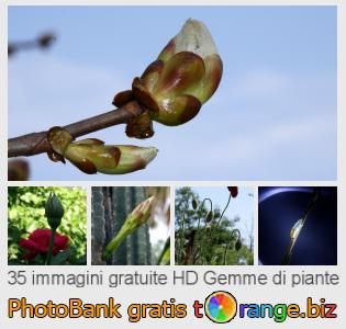 Banca Immagine di tOrange offre foto gratis nella sezione:  gemme-di-piante
