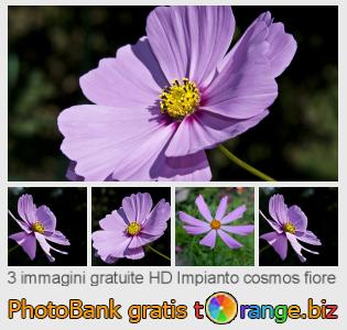 Banca Immagine di tOrange offre foto gratis nella sezione:  impianto-cosmos-fiore