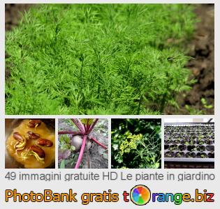 Banca Immagine di tOrange offre foto gratis nella sezione:  le-piante-giardino