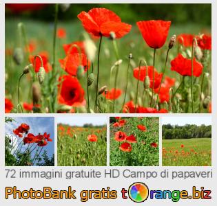 Banca Immagine di tOrange offre foto gratis nella sezione:  campo-di-papaveri