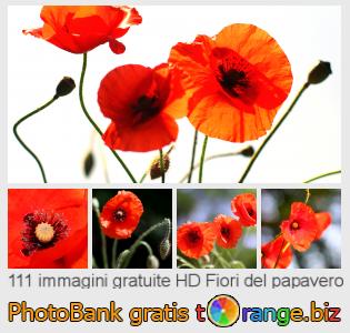 Banca Immagine di tOrange offre foto gratis nella sezione:  fiori-del-papavero