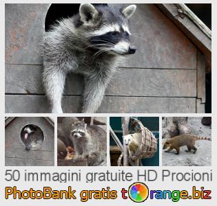 Banca Immagine di tOrange offre foto gratis nella sezione:  procioni
