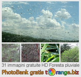 Banca Immagine di tOrange offre foto gratis nella sezione:  foresta-pluviale