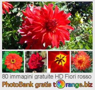Banca Immagine di tOrange offre foto gratis nella sezione:  fiori-rosso