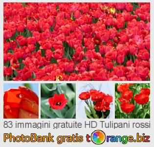 Banca Immagine di tOrange offre foto gratis nella sezione:  tulipani-rossi