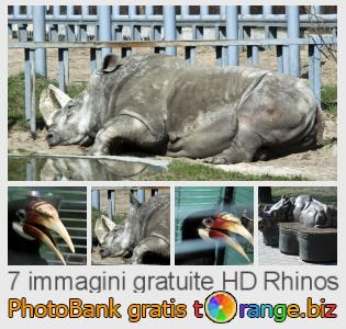 Banca Immagine di tOrange offre foto gratis nella sezione:  rhinos