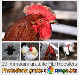 Banca Immagine di tOrange offre foto gratis nella sezione:  roosters