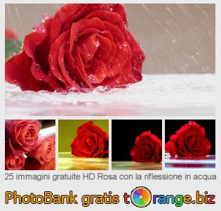 Banca Immagine di tOrange offre foto gratis nella sezione:  rosa-con-la-riflessione-acqua