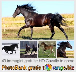 Banca Immagine di tOrange offre foto gratis nella sezione:  cavallo-corsa