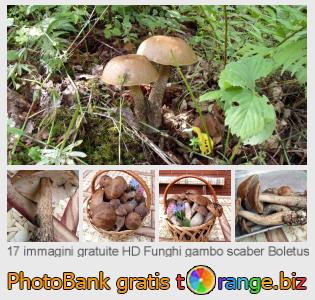 Banca Immagine di tOrange offre foto gratis nella sezione:  funghi-gambo-scaber-boletus