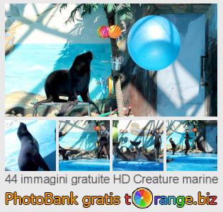 Banca Immagine di tOrange offre foto gratis nella sezione:  creature-marine
