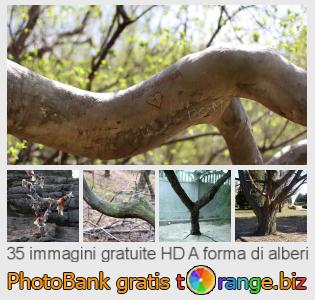 Banca Immagine di tOrange offre foto gratis nella sezione:  forma-di-alberi