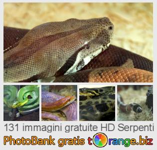 Banca Immagine di tOrange offre foto gratis nella sezione:  serpenti
