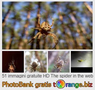 Banca Immagine di tOrange offre foto gratis nella sezione:  il-ragno-nel-web