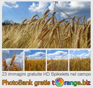 Banca Immagine di tOrange offre foto gratis nella sezione:  spikelets-nel-campo