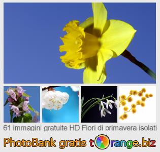 Banca Immagine di tOrange offre foto gratis nella sezione:  fiori-di-primavera-isolati
