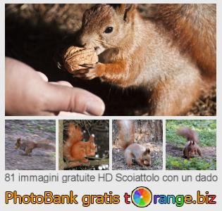 Banca Immagine di tOrange offre foto gratis nella sezione:  scoiattolo-con-un-dado