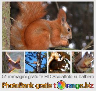 Banca Immagine di tOrange offre foto gratis nella sezione:  scoiattolo-sullalbero