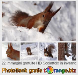 Banca Immagine di tOrange offre foto gratis nella sezione:  scoiattolo-inverno