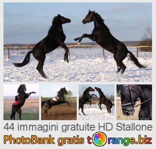 Banca Immagine di tOrange offre foto gratis nella sezione:  stallone