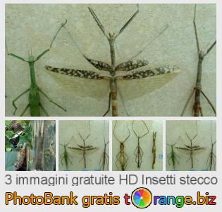 Banca Immagine di tOrange offre foto gratis nella sezione:  insetti-stecco