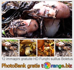 Banca Immagine di tOrange offre foto gratis nella sezione:  funghi-suillus-boletus